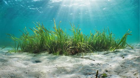 The Magic Of Seagrass Seagrass Is The Oceans Wild Savannah The