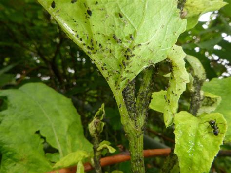 Millions Of Tiny Black Bugs On Burdock In The Pests And Diseases Forum