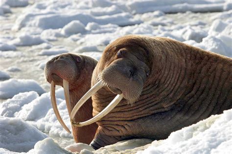 Newsela Arctic Walrus Go Where The Ice Is Meaning Fewer For Alaskans