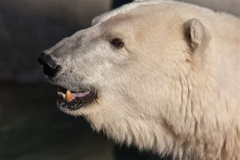 Polar Bear — Stock Photo © Benri185 4422424