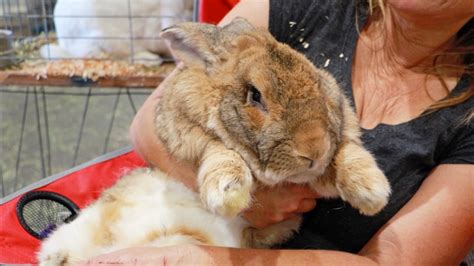Giant Rabbit Breeds The Flemish Giant Youtube