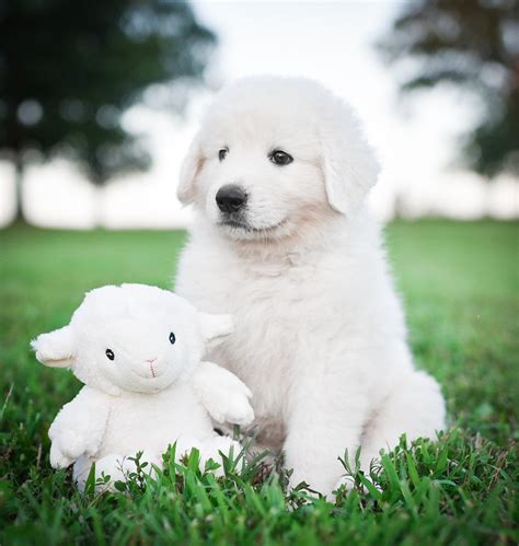 Maremma Sheepdog Puppy In The Green Grass With A Stuffie Border