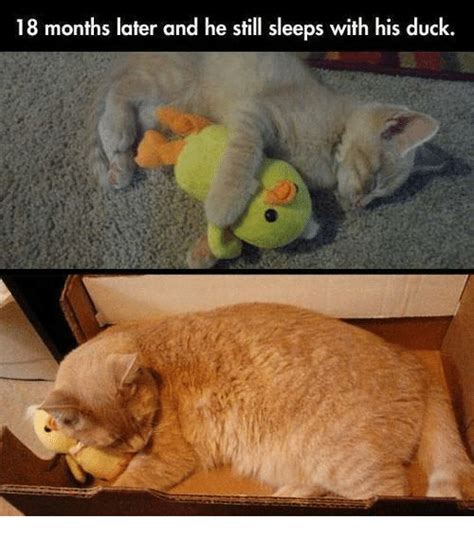 18 Months Later And He Still Sleeps With His Duck Grumpy Cat Meme On
