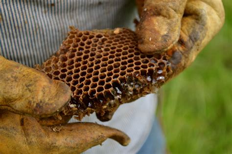 Hiving Wild Honey Bees