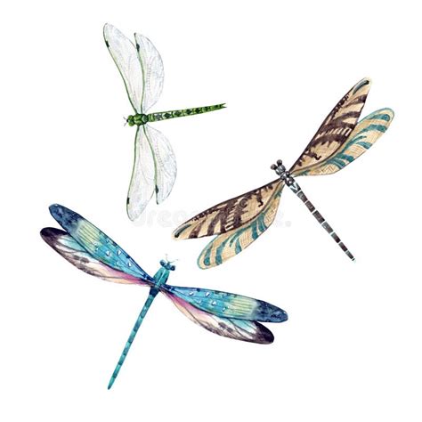 Watercolor Dragonflies Pattern Stock Vector Illustration Of Animal