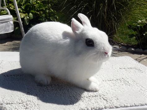 Dwarf Hotot Rabbits Usa Rabbit Breeders