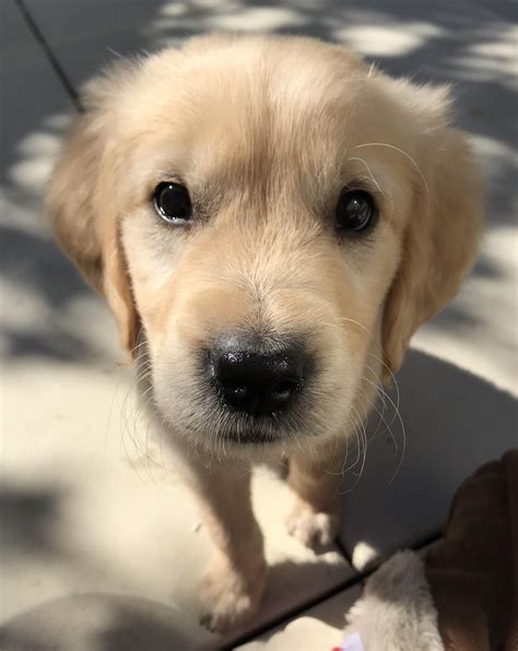Check spelling or type a new query. My first puppy! ft. a lot of whiskers | Golden retriever ...