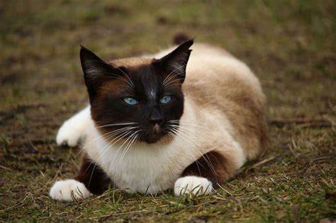 These cats have up to 100 different vocal sounds. May 22 2020
