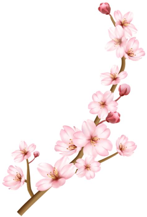 Cherry Blossom Branch Drawing | Free download on ClipArtMag Plum blossoms on a light background.