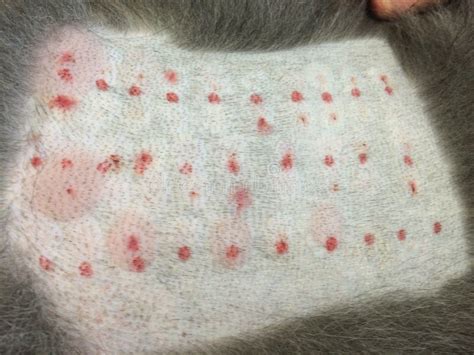 Raspado De Pele Em Cães