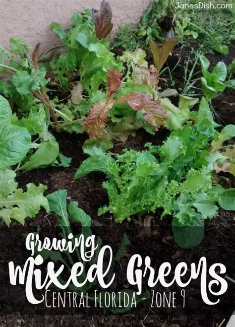 Zone 9 gardening is a year round project. How To Grow Mixed Greens (Central Florida - Zone 9 ...