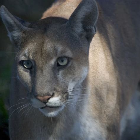 Florida Panther Facts Diet Habitat And Pictures On Animaliabio