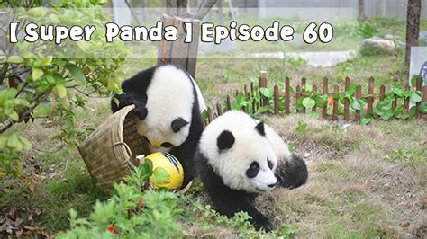 Super Panda Episode 60 Ipanda Youtube