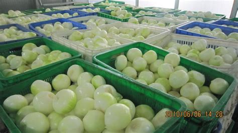 2020 New Crop Iqf Onions