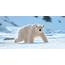 Circumnavigating Svalbard  In The Realm Of Polar Bear Aspen Travel