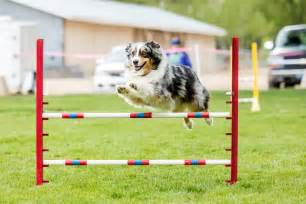 Scott has been active in the sport over the past ten years and first began this resourceful website includes agility training books and equipment. Dog Agility Equipment — A Quick Introduction To DIY Dog ...