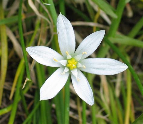 Maybe you would like to learn more about one of these? Star of Bethlehem, Bach flower remedy - Rio Hibler, BFR ...