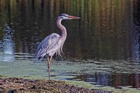 Marsh Heron Photograph By Hh Photography Of Florida Pixels