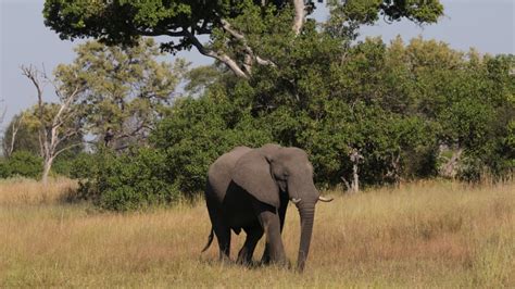 Botswana Lifts Ban On Elephant Hunting