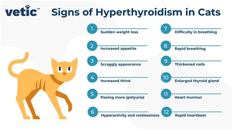 Hyperthyroidism In Cats Causes Signs And Treatment