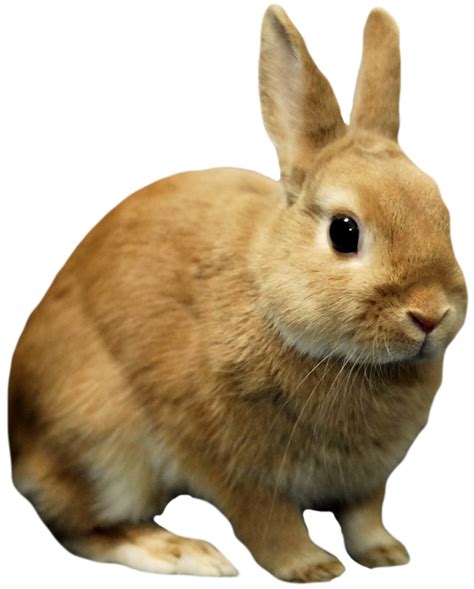 Rabbit Png Rabbit Transparent Background Freeiconspng Images