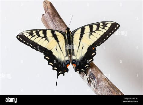 A Freshly Emerged Male Eastern Tiger Swallowtail Butterfly Papilio