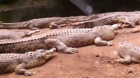 Largest Crocodile From India Youtube