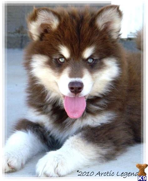 We Are So Gonna Get One Of These Alaskan Malamute Puppies Malamute