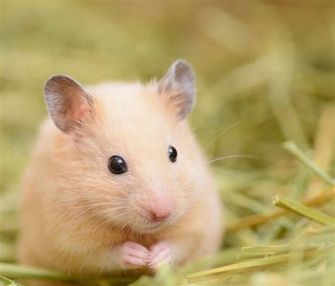 Keeping Hamsters Healthy Hamster Care Guide Burgess Pet Care