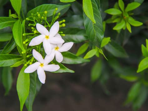 Jasmine Pruning When And How To Prune Jasmine Plants