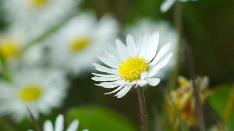 Wallpaper Chamomile Flowers Wildflowers Petals Grass Hd Picture Image