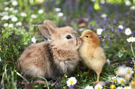 Best Friends Bunny Rabbit And Chick Are Kissing Roy Connection