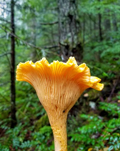 The Beautiful Pacific Golden Chanterelle Cantharellus Formosus