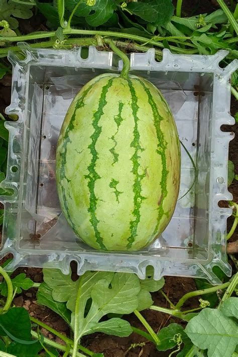 How To Grow A Square Watermelon Gardening Savvy