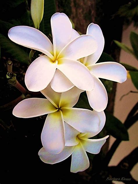 Treat yourself to huge savings with maui plumeria gardens coupons: Maui Flower | Plumeria flowers, Plumeria, Hawaiian flowers