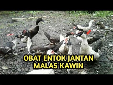 Lafadz doa supaya tidak malas dan semangat dalam beribadah, sholat, berusaha/bekerja dan belajar yang benar jika anda bertanya bagaimana doa malas yang benar dan mustajab? Cara Supaya Entok Jantan Tidak Malas Kawin - YouTube