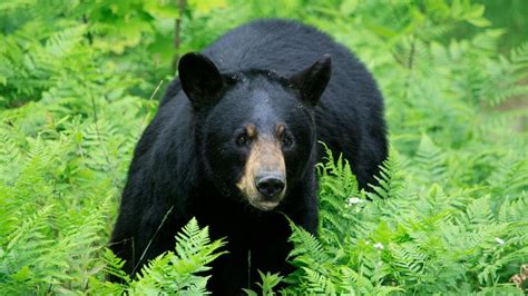 Black Bears Extra Hungry This Spring In New Hampshire Wpfo