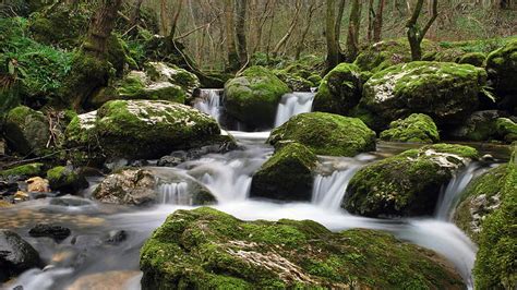 Forest Creek Rocks Water Streaming Moss Vegetation Creek Hd