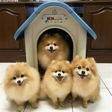 Aww This Is Adorable Pomeranian Cute Baby Animals Dogs
