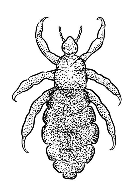 Body Louse Illustration Drawing Engraving Ink Line Art Vector