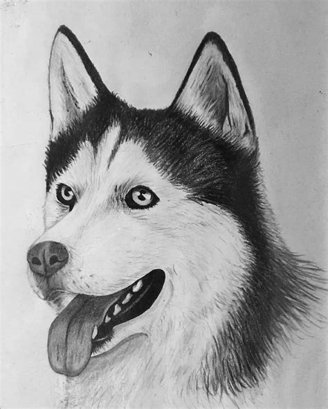 Drawing Of Husky Dog With Black Pencil Imaginaryanimals