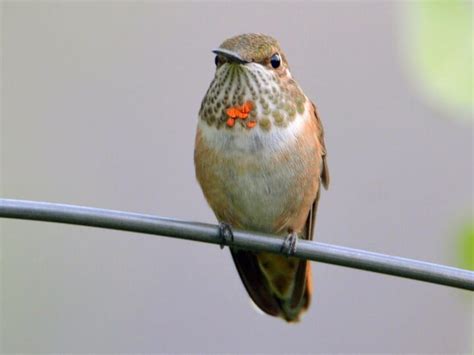Rufous Hummingbird Celebrate Urban Birds