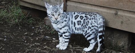 Mum is our gorgeous queen fly by night & dad is benlux jaguar of jungle jaguar.these kittens are at what i call the fluffy stage but patterns are coming through nicely now. White Bengal Cat For Sale Near Me