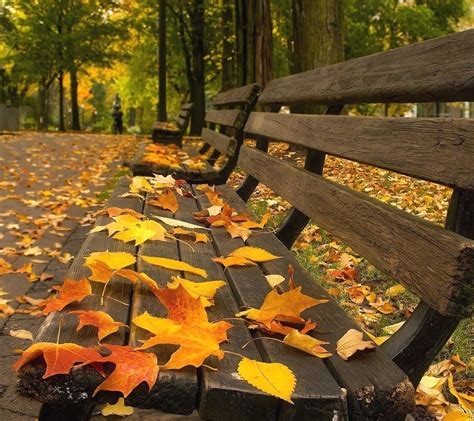 Download Hd Wallpapers Of 306331 Nature Leaves Bench Free Download