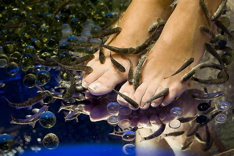 Garra Rufa Fish Spa Paphos All You Need To Know Before You Go
