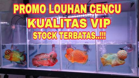 Update Stok Terbaru Louhan Cencu Special Kualitas Vip Youtube