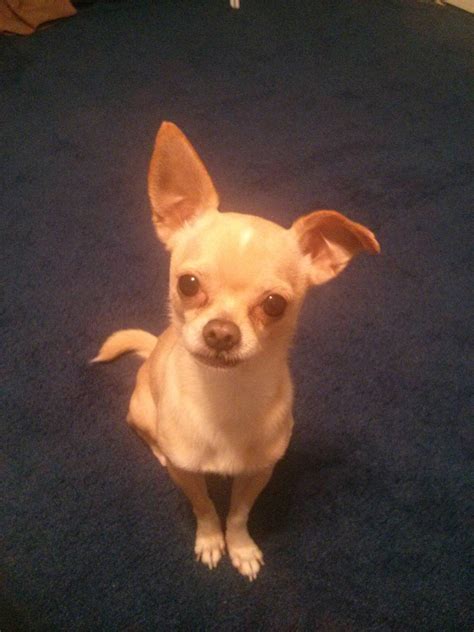 Meet Coco My Loveable Chihuahua Aww