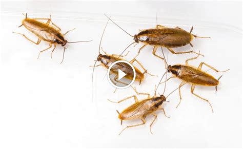 التخلص من الصراصير بطريقة طبيعية أوركيدا لمكافحة الحشرات