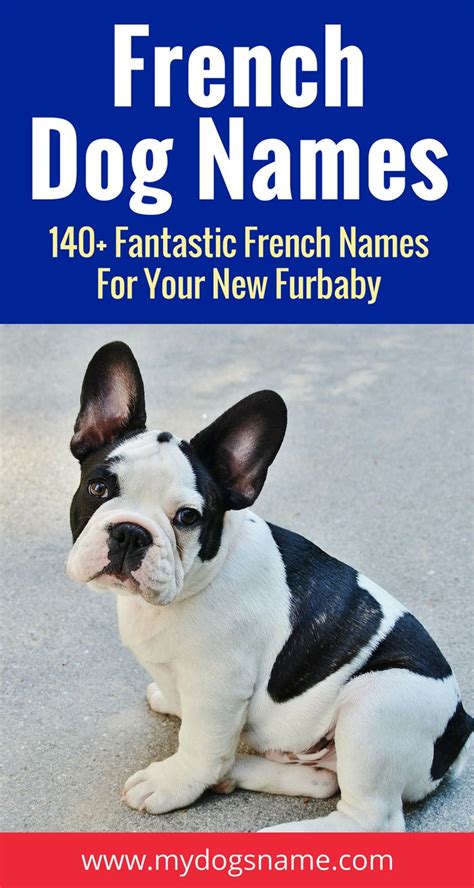 Beautiful French Dog Names 211 Fantastic Name Ideas French Bulldog