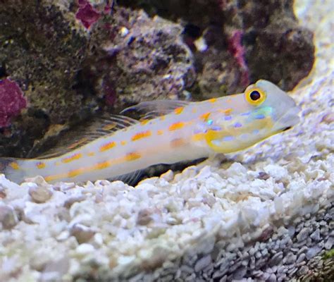 Uglyies Cuc Help Reef2reef Saltwater And Reef Aquarium Forum